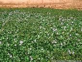 Water Hyacinth mat in bloom. Photo by Joe DiTomaso, author, Aquatic and Riparian Weeds of the West